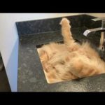 Couple Finds Cat Sleeping In Sink