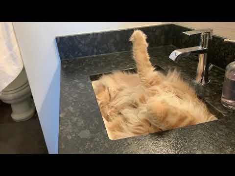 Couple Finds Cat Sleeping In Sink