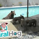 Mama Bear Enjoys A Dip In Residential Pool With Her Cubs