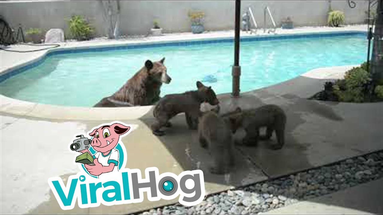 Mama Bear Enjoys A Dip In Residential Pool With Her Cubs