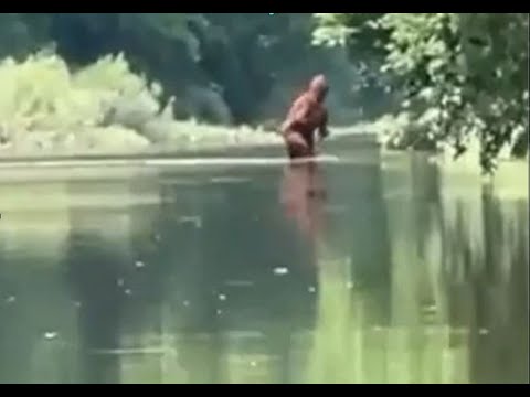 Michigan Bigfoot?