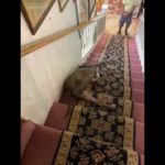 Pit Bull Finds Weirdest Way To Go Down Stairs