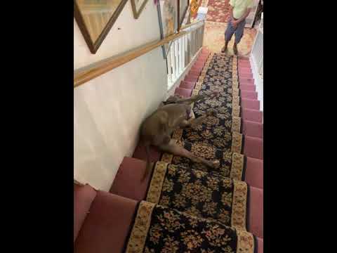 Pit Bull Finds Weirdest Way To Go Down Stairs