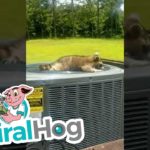 Raccoon Laying On An Air-conditioner