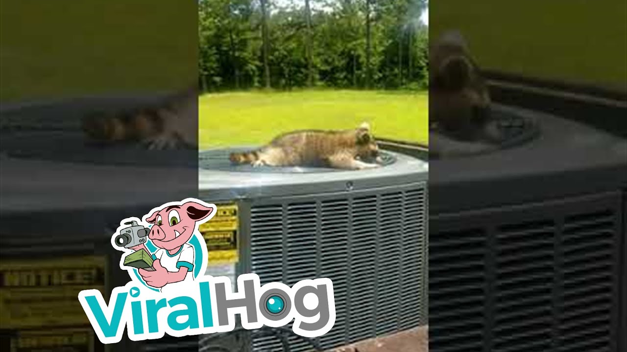 Raccoon Laying On An Air-conditioner