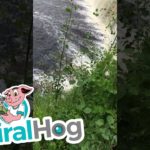 Deer Fawn Takes A Dive Off 50 Foot Waterfall