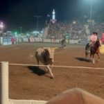 Rodeo Bull Jumps Into Stands