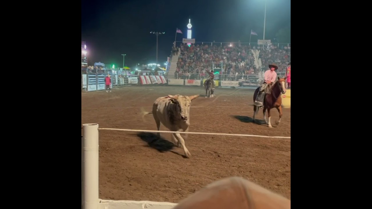 Rodeo Bull Jumps Into Stands