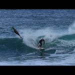 Surfer Almost Gets Hit By Flying Seal