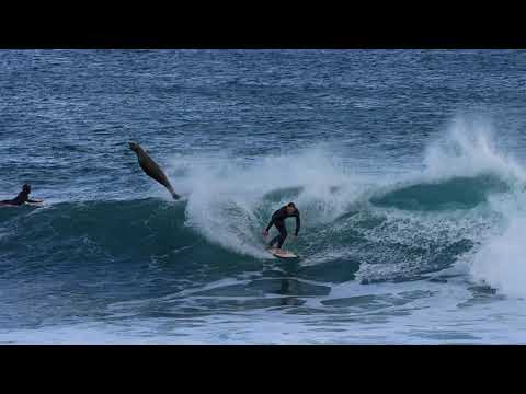 Surfer Almost Gets Hit By Flying Seal