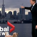 Global Weather Guy’s Dog Interrupts Live TV Report Looking For Treats