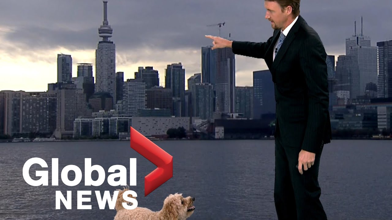 Global Weather Guy’s Dog Interrupts Live TV Report Looking For Treats