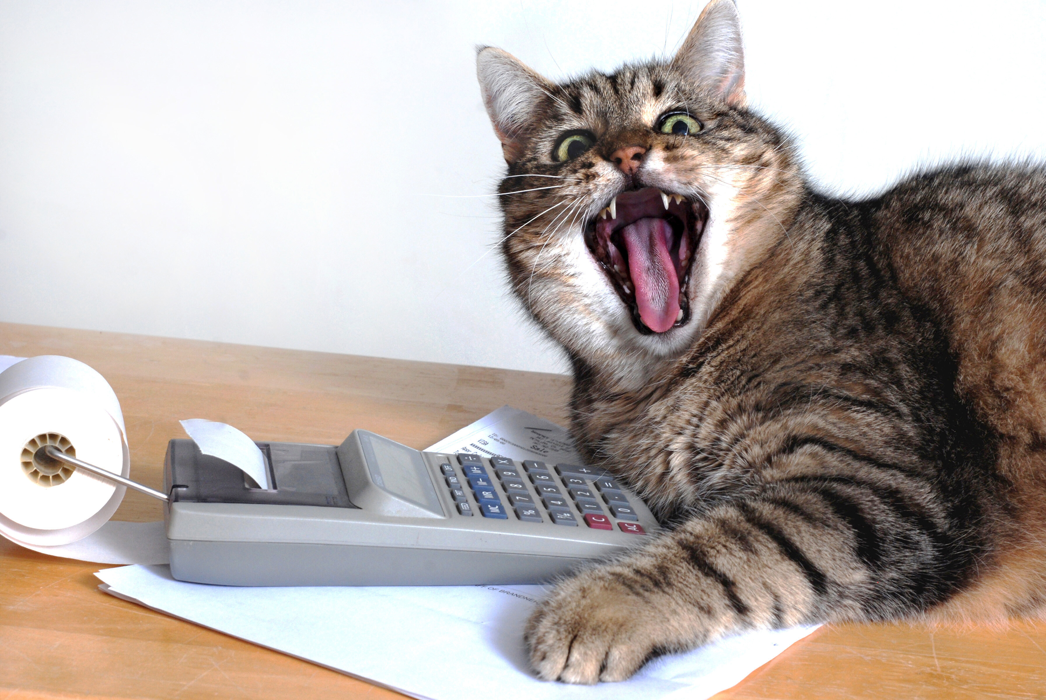 Кошка бухгалтер. Кот бухгалтер. Кот с калькулятором. Животное бухгалтер. Смешной кот бухгалтер.