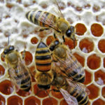 Image of bees from Canstock